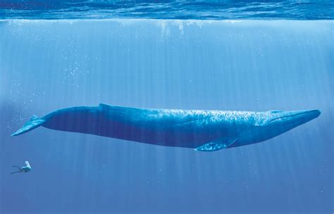 A blue whale compared to a human : r/thalassophobia