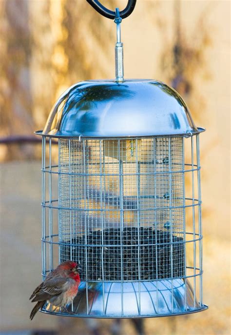 Best Squirrel Proof Bird Feeder Beautiful by TheBirdLoversNest