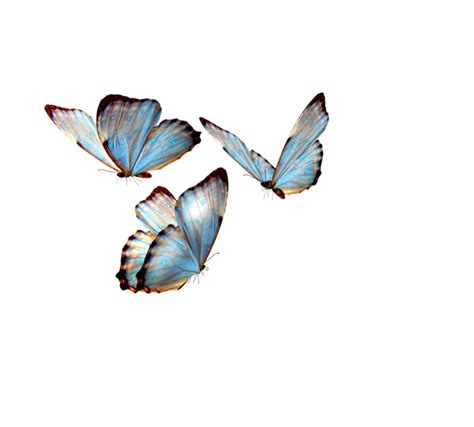 Butterfly overlay realistic png - Qasexplore