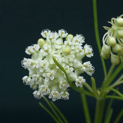 Asclepias verticillata Whorled Milkweed