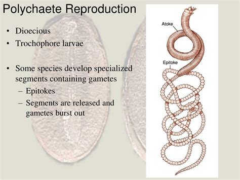 PPT - Phylum Annelida PowerPoint Presentation - ID:258520