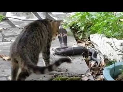 Cobra vs Cat Real Fight - King Cobra Killed By Cat - YouTube