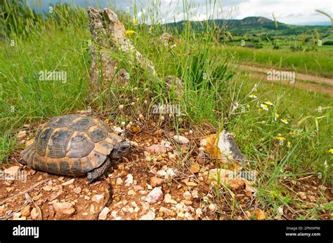 Tortoise in habitat Stock Photo - Alamy