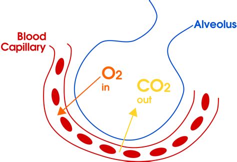 Seven General Functions of the Respiratory System – Moosmosis