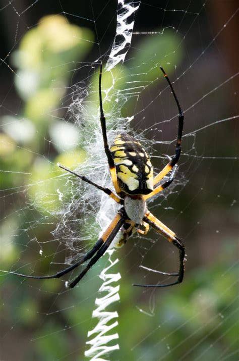 Yellow Garden Spider in Her Web with Prey Stock Image - Image of consuming, insects: 45494021