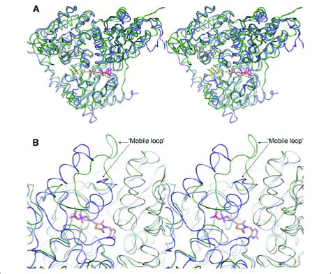 Comparison of the structure of OXC with AHAS. A, stereoview of the C... | Download Scientific ...