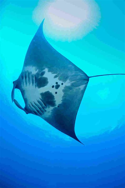 Nursery For Giant Manta Rays Discovered In Gulf Of Mexico : NPR