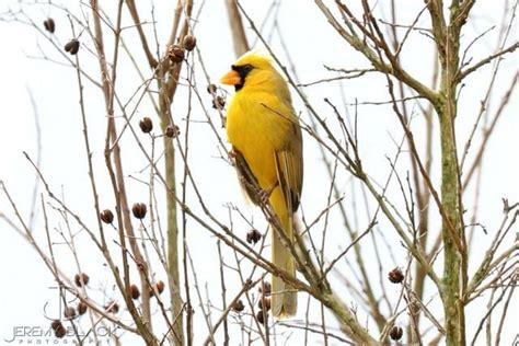 Photographing a Phenomenon: The Yellow Northern Cardinal