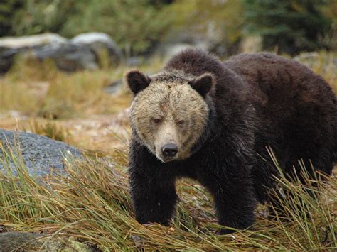 Grizzly bear 'highway' discovered in Canada | Science | AAAS