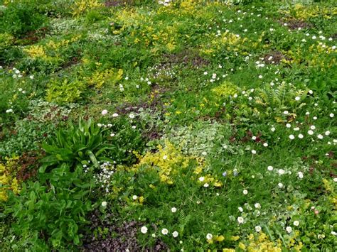 a patch of green grass with white and yellow flowers