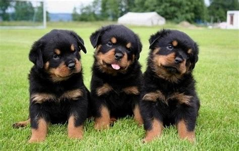 Giant Rottweiler Puppies For Sale In California - Giant Rottweiler Puppies For Sale United ...