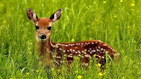 deer baby - YouTube