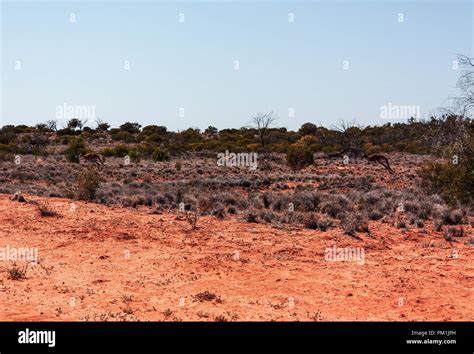 Kangaroo in Outback Australia off road Stock Photo - Alamy