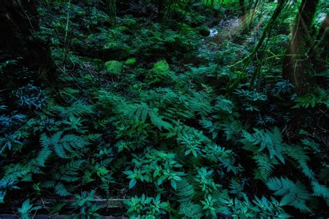 Lush vegetation in the forest 1397228 Stock Photo at Vecteezy