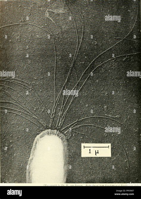 Spirillum micrograph hi-res stock photography and images - Alamy