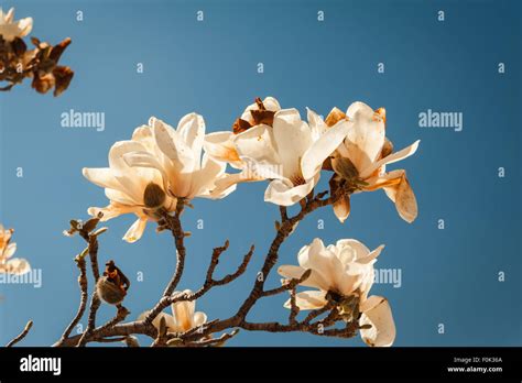 Blooming magnolia tree Stock Photo - Alamy