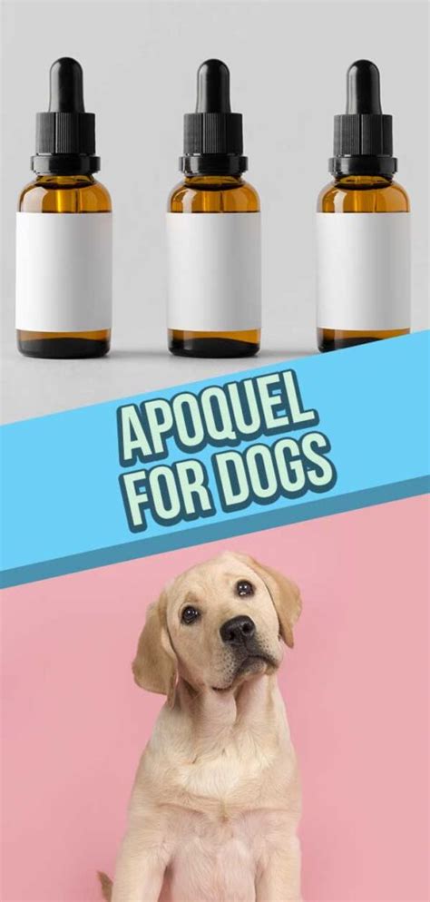 Apoquel For Dogs - Apoquel Uses, Side Effects And Dosage Explained