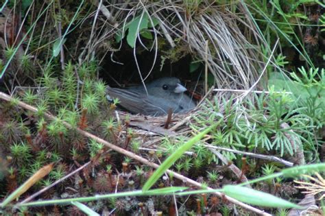 Dark-eyed Junco Nest | Douglas Becker | Flickr