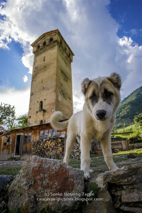 caucasus-pictures.animals