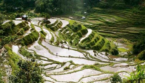 Sawah Terasering. Perkawinan Teknologi dan Keindahan