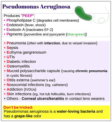 Pseudomonas aeruginosa - Medicine Keys for MRCPs