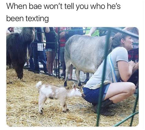 This goat is the GOAT : r/memes