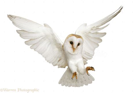 White Barn Owl Flying | Birds | Pinterest