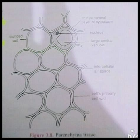 Simple Diagram of parenchyma collenchyma sclerenchyma tissues - Science - Tissues - 12988311 ...