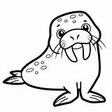 Baby Walrus Coloring Pages sketch template