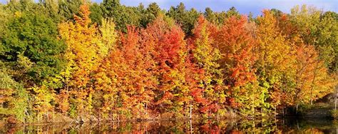 Fall Foliage in New York | Autumn Leaves, Scenic Drives