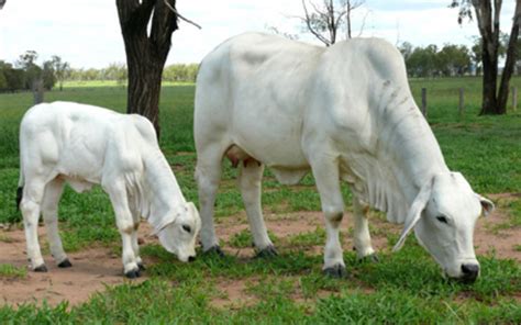 The Philippines Beef Cattle Farming Sector: A Briefing for Canadian ...