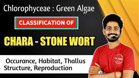 Chlorophyceae : Classification of Chara Algae | Occurance | Habitat ...