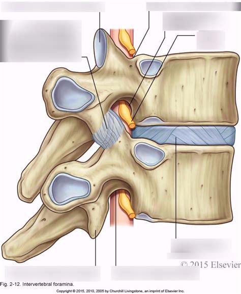 intervertebral foramina Diagram | Quizlet