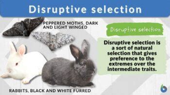 Disruptive Selection - Definition and Examples - Biology Online Dictionary