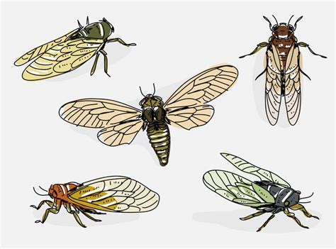 Cicada Hand Drawn Vector Illustration 178369 Vector Art at Vecteezy