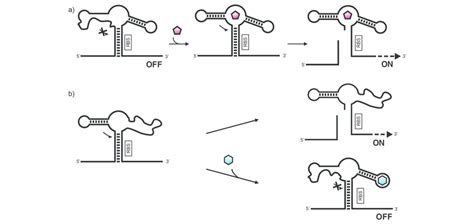 Ribozyme-based ON (a) and OFF (b) switches. The ribozyme-based device ...