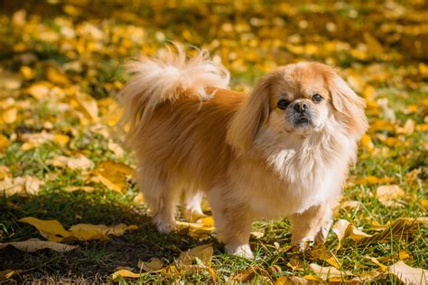 Top 11 Pekingese Breeders In The US