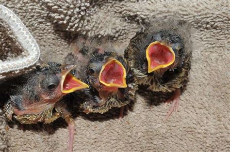 Tiny endangered songbirds given second chance at survival