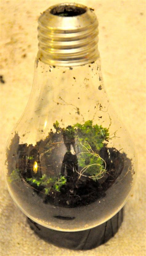 Light Bulb Terrarium : 12 Steps (with Pictures) - Instructables