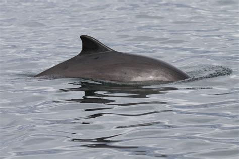 Porpoises - meet the different species - Whale & Dolphin Conservation Australia