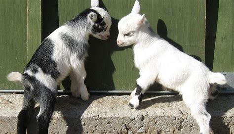 10 Best Goat Breeds for Meat Production