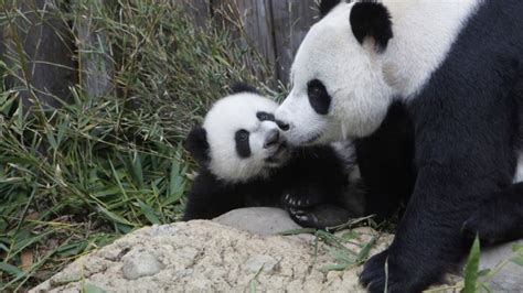 How A Panda Mom's Milk Changes As Her Cub Grows | IFLScience