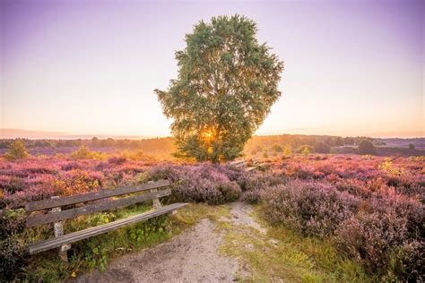 tepsi karartmak Pantolon hoge veluwe national park sonbahar indeks Bel