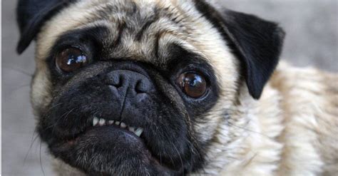 Pug Teeth: Everything You Need to Know - A-Z Animals