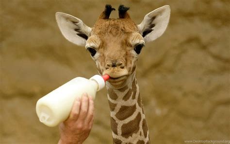 Cute Baby Giraffe Wallpaper. Desktop Background