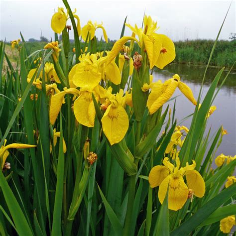 Yellow Water Iris | pond plants