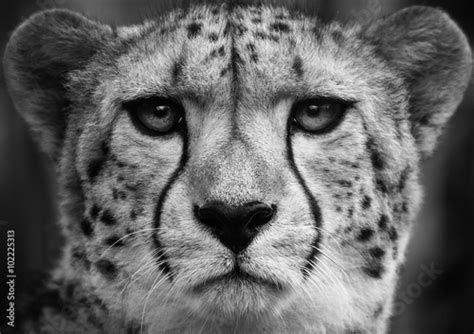 "Cheetah , A black and white head shot of a adult cheetah ." Stock photo and royalty-free images ...