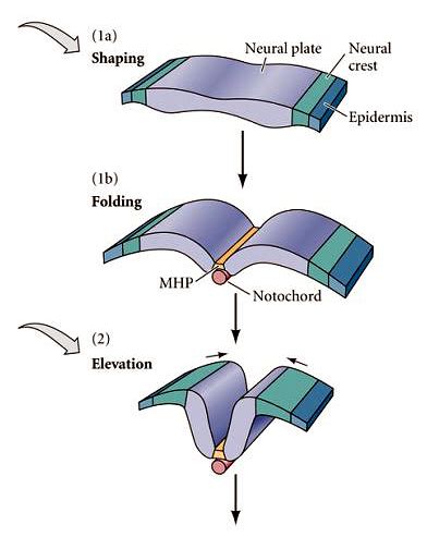 Developmental Biology 3230