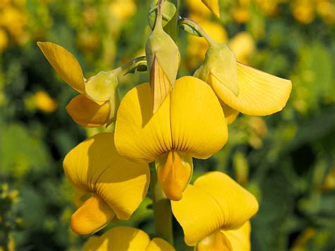 Crotalaria pallida 15 seeds smooth rattlebox | Rare Quality Seeds