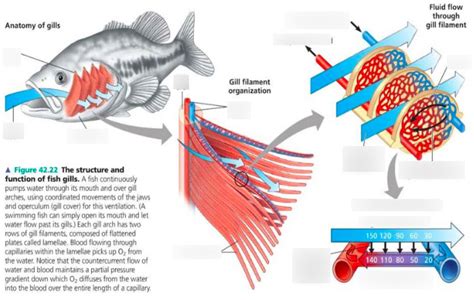 Labeled Diagram Of A Fish Gill